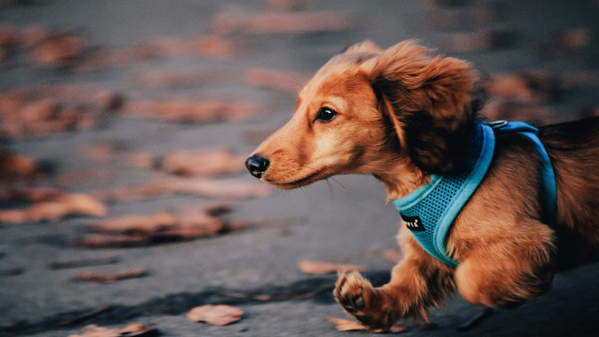 A cute and playful dachshund with a brown, smoochy nose.