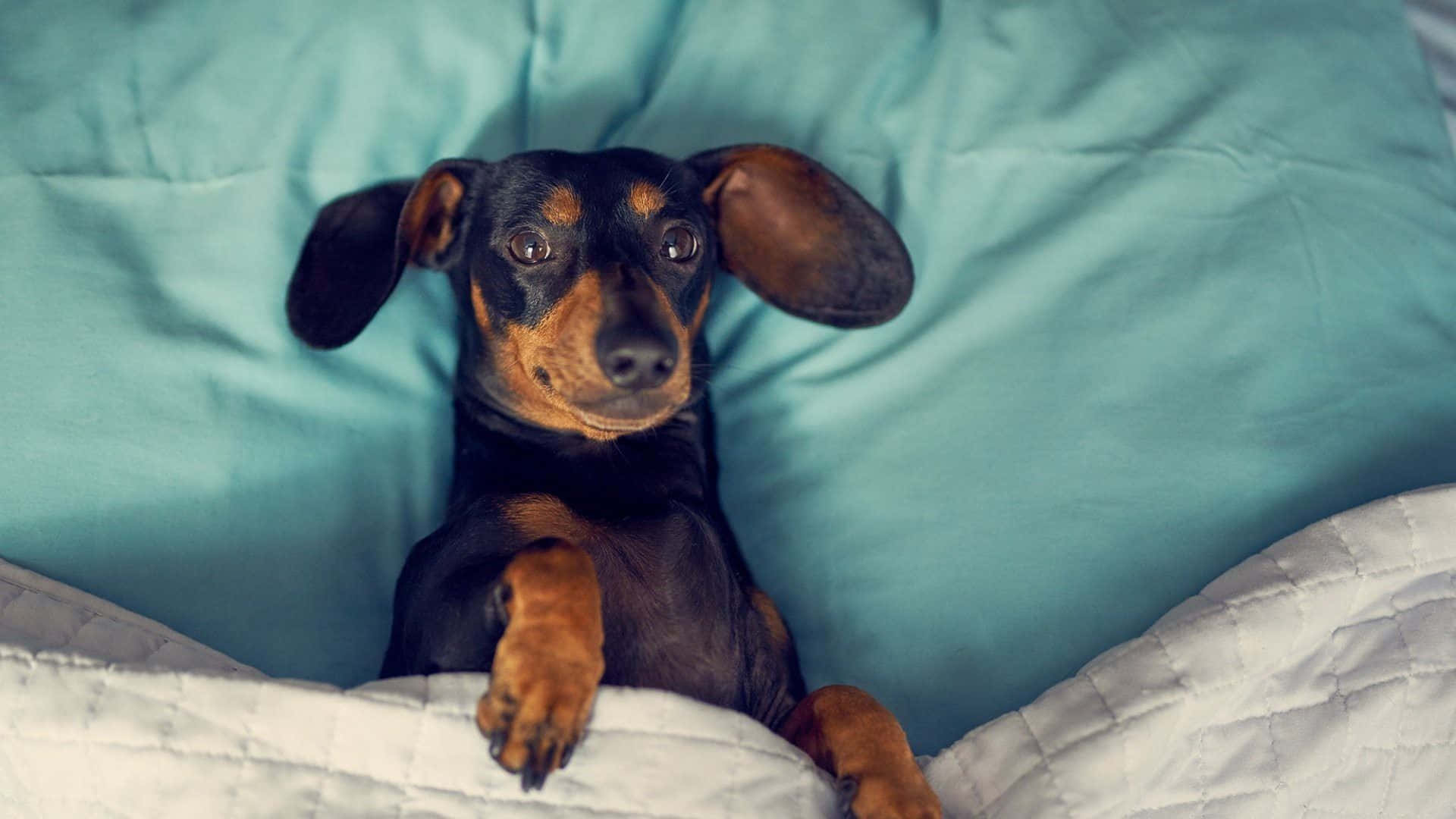 Download Adorable Dachshund Puppy | Wallpapers.com