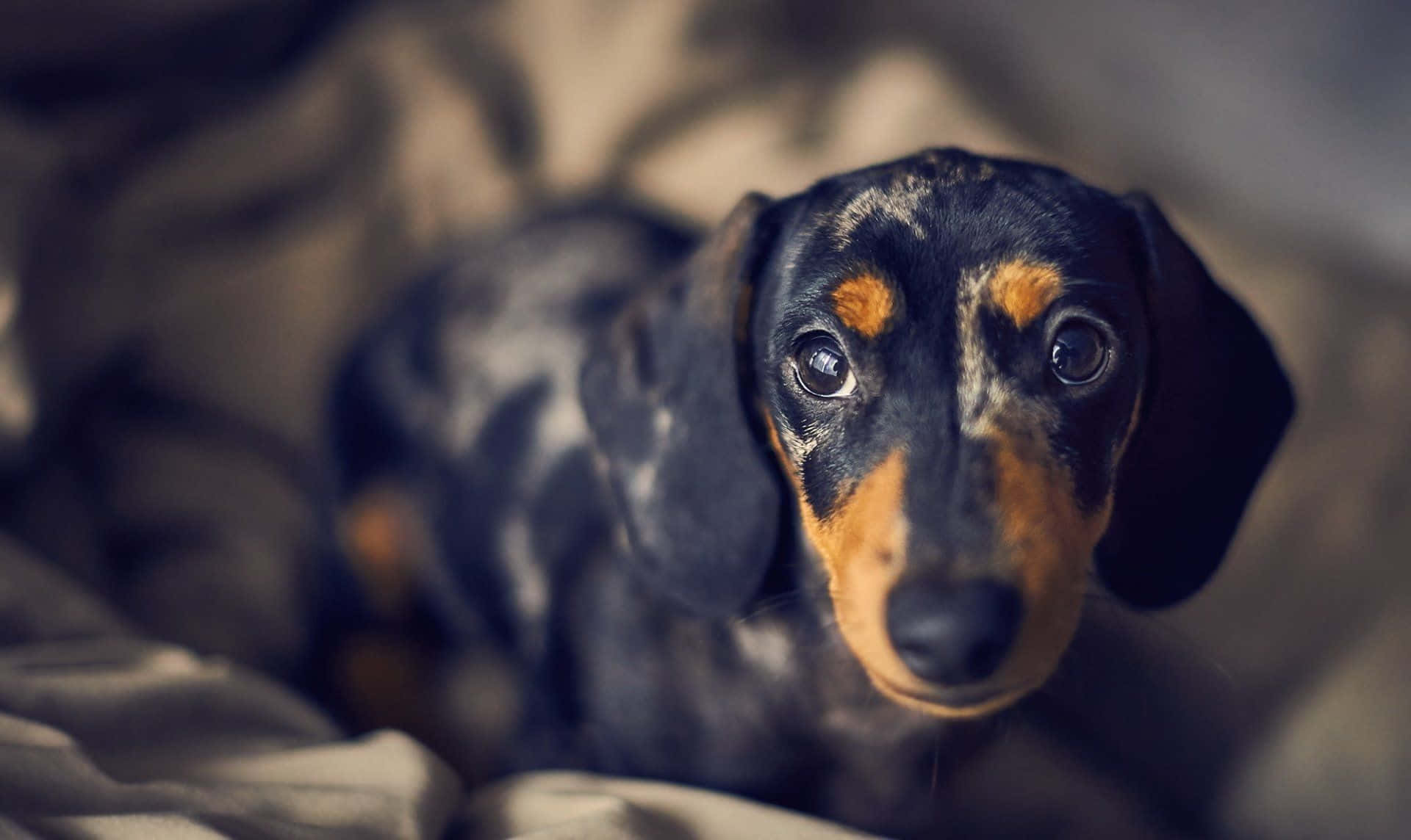 A cute, squishy dachshund puppy lays on a decorative blanket