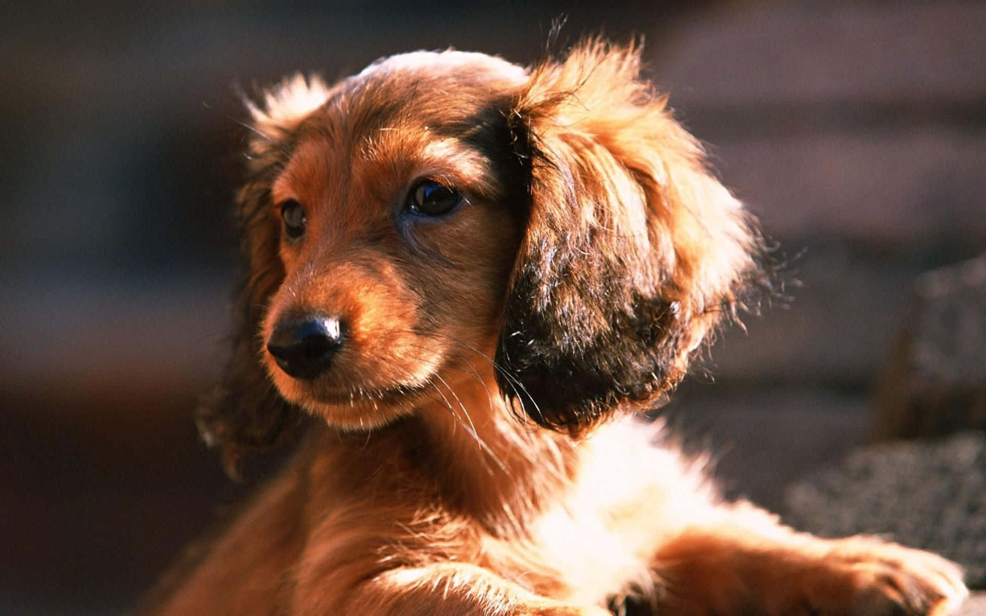 This dachshund has an amazing personality