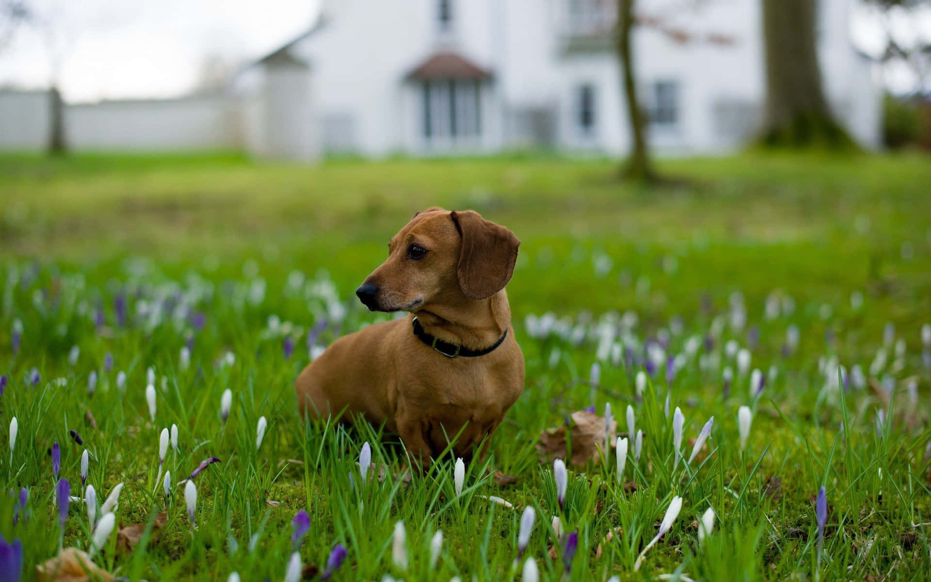 Umadorável Filhote De Dachshund Tirando Uma Soneca Ao Sol