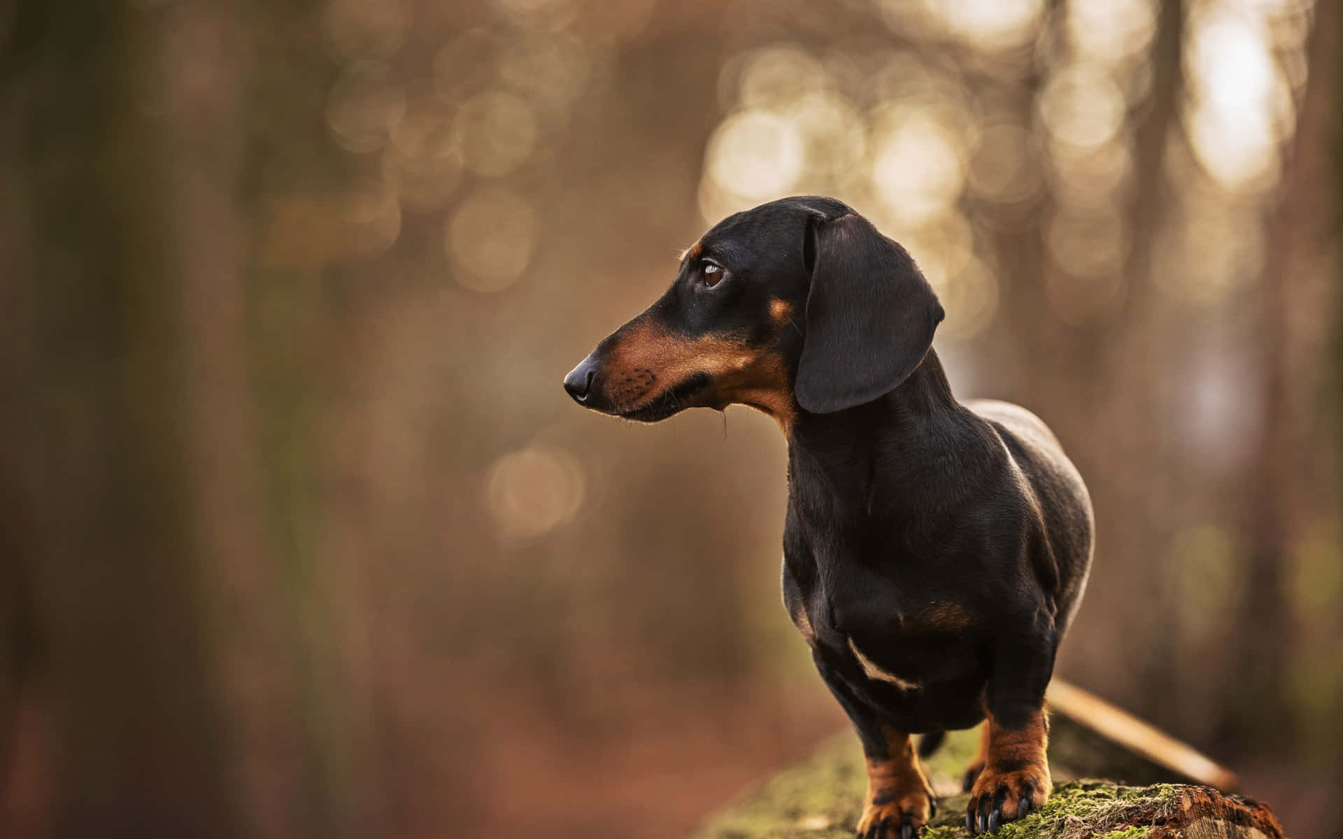 A Dachshund Playfully Exploring His Surroundings