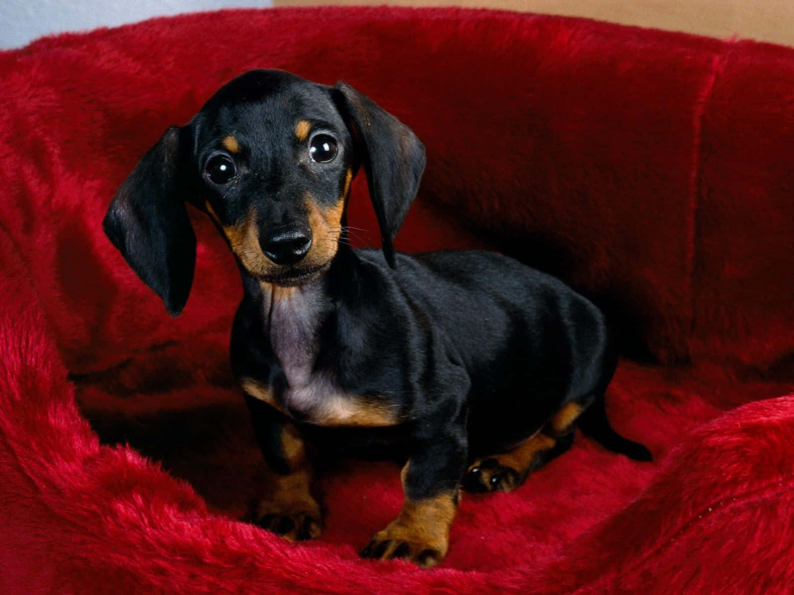 Baby Dachshund On Red Couch Wallpaper