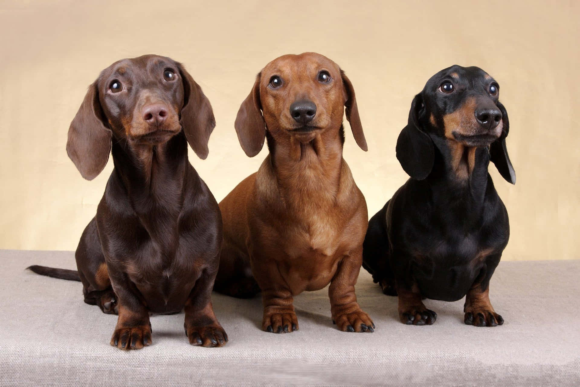 Tre dachshunds, der sidder på et bord Wallpaper