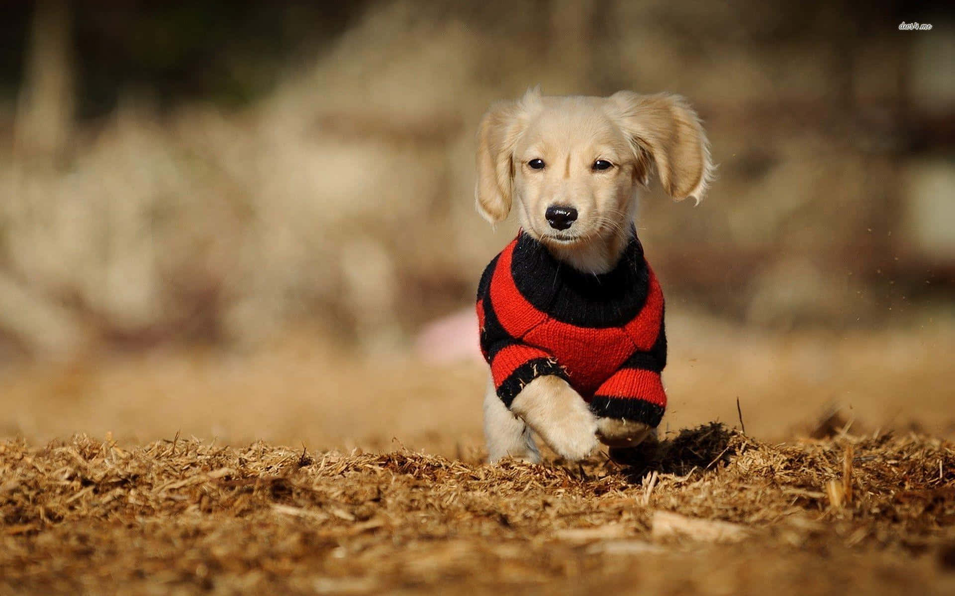 This Cute, Lovable Dachshund Is Sure To Make You Smile! Wallpaper