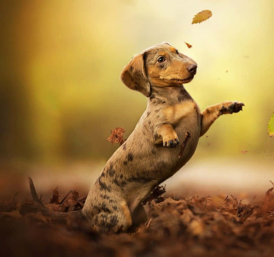 Dachshund Dog Jumping In The Leaves
