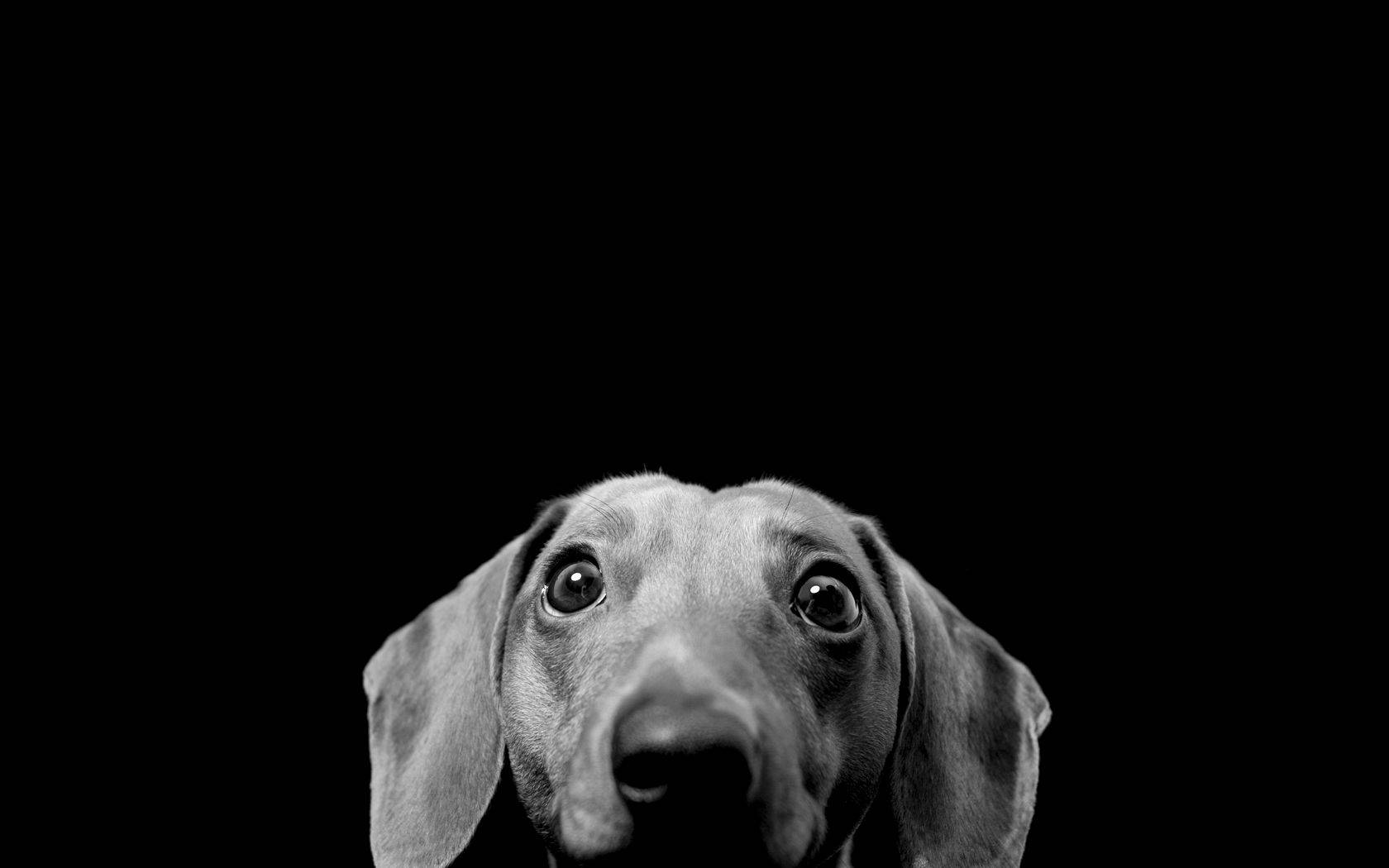 Black and white wallpaper of wide-eyed dachshund dog