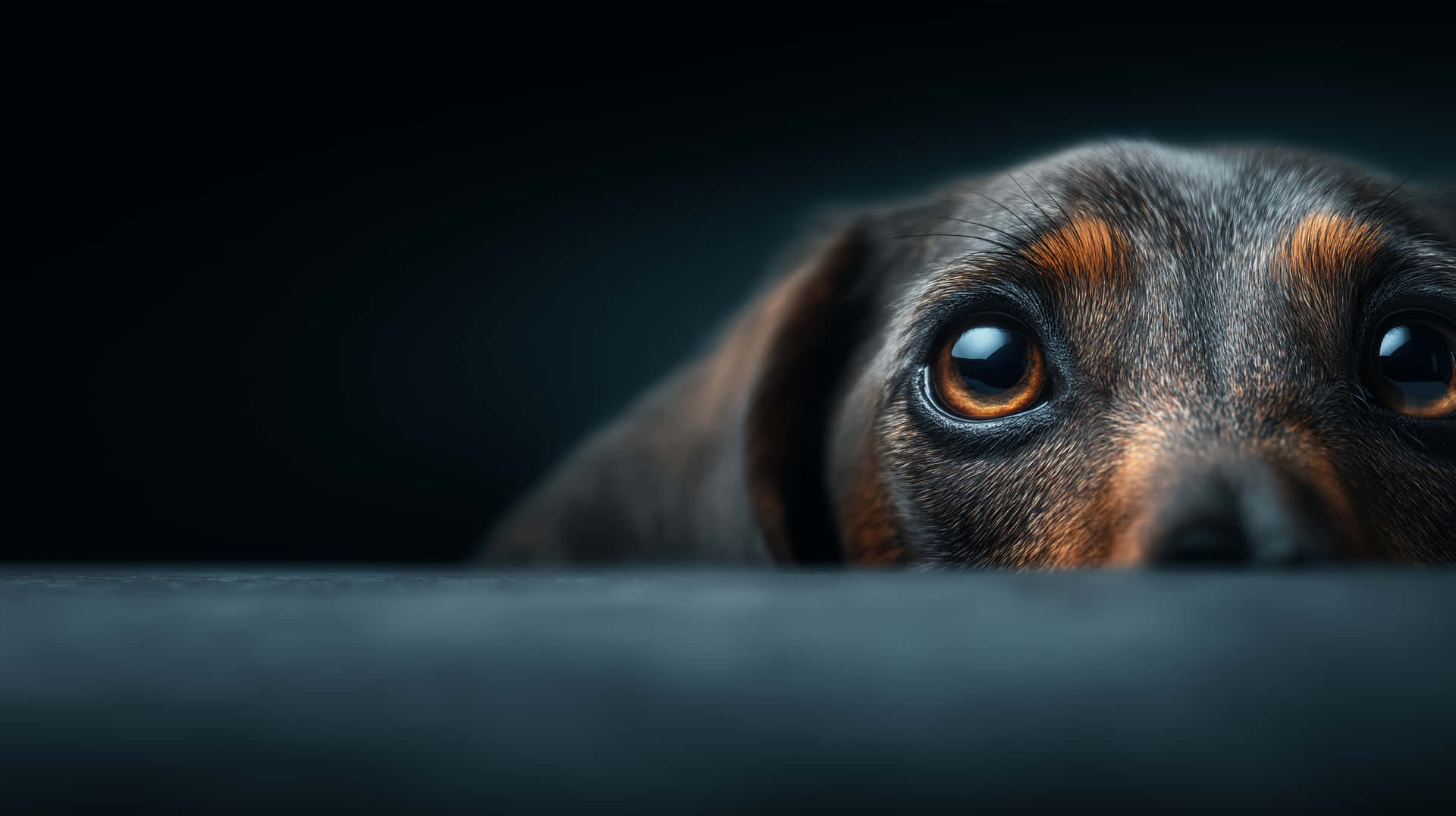 Dachshund Gaze Wallpaper