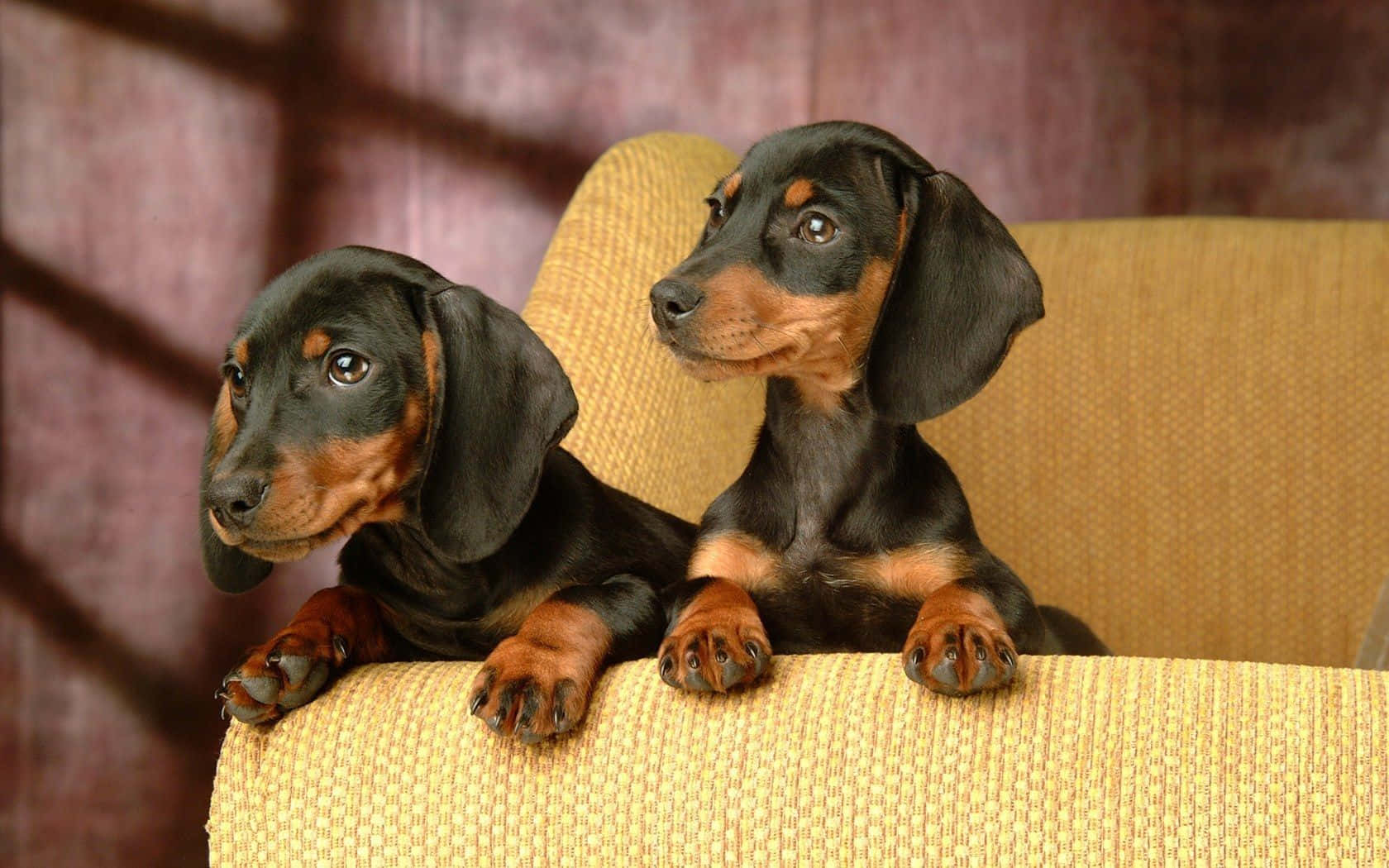 Two Dachshund Puppies On Couch Wallpaper