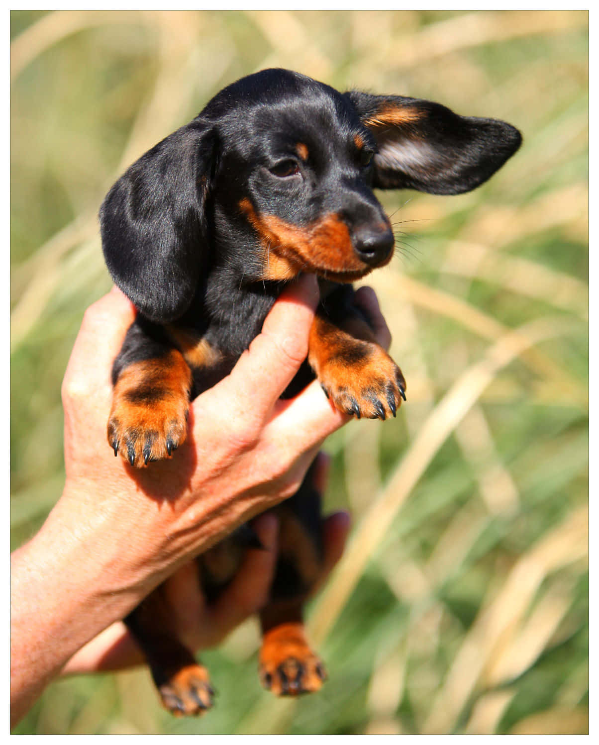 Adorable little Dachshund puppy ready for puppies and cuddles!