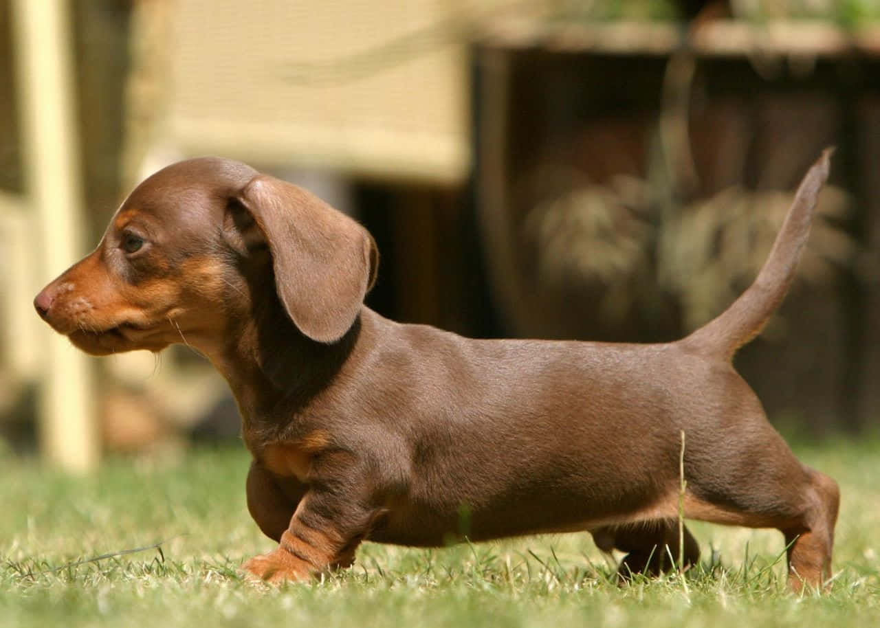Cute little brown and black dachshund puppy enjoying a sunny day
