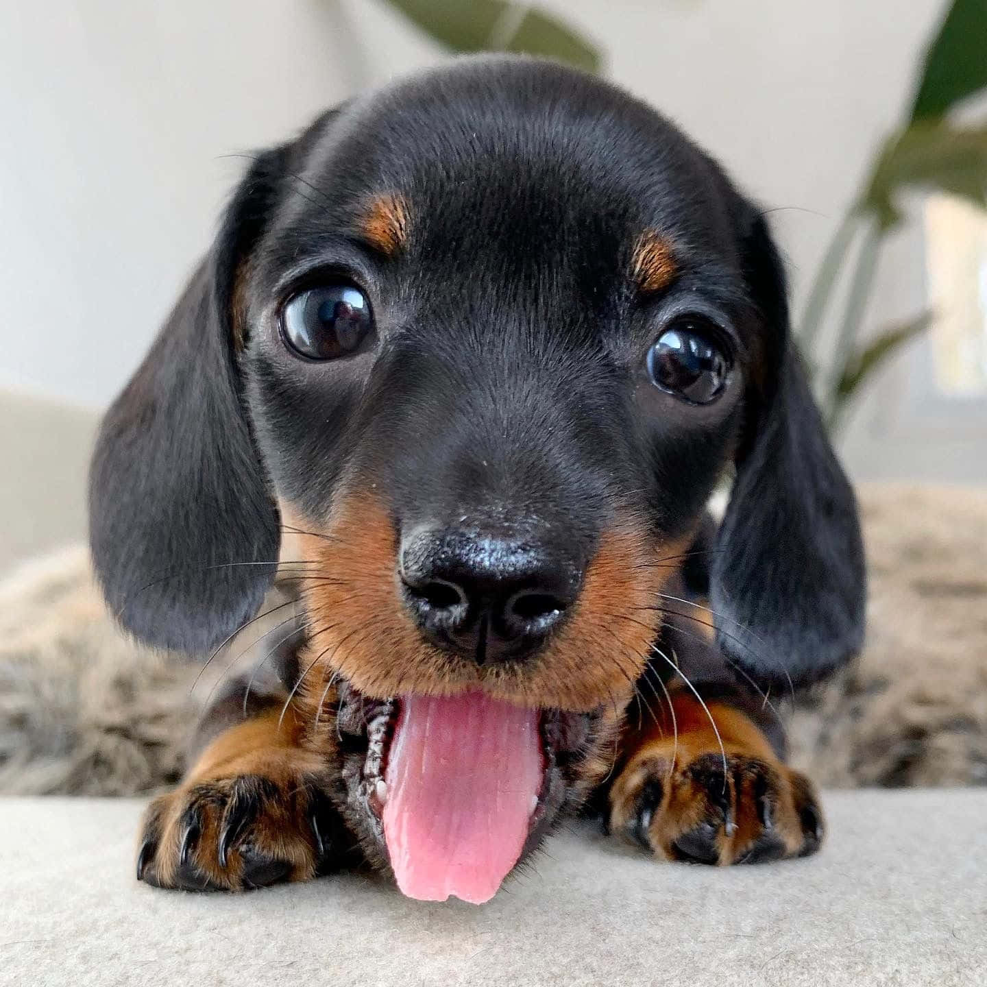 Adorable Dachshund Puppy Gazing Up with Big Brown Eyes