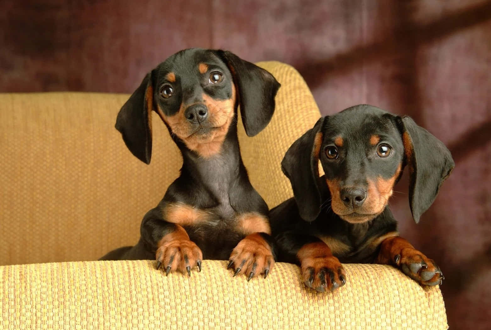 Two Dachshund Puppies Sitting On A Yellow Chair