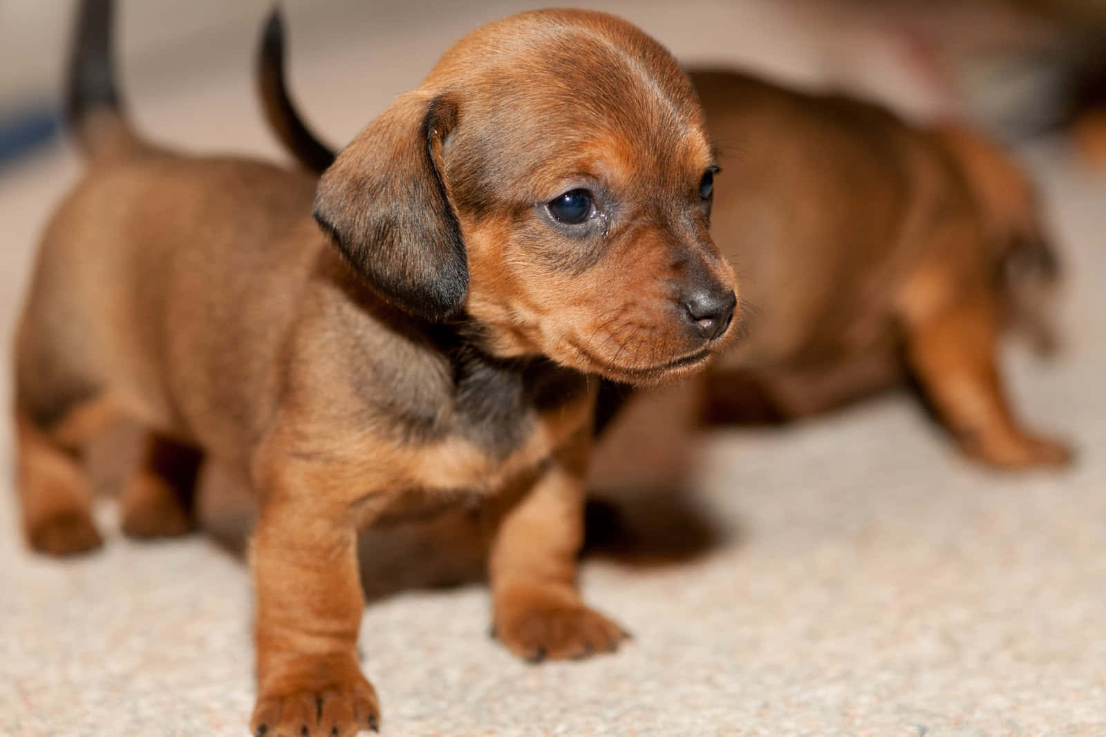 Dachshund Puppies For Sale In California