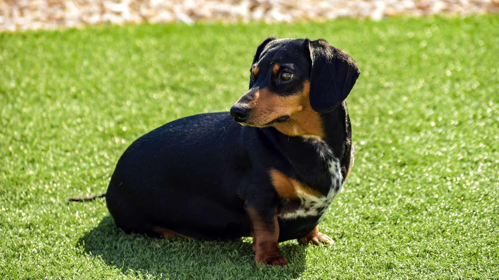 This adorable dachshund puppy is just too cute!