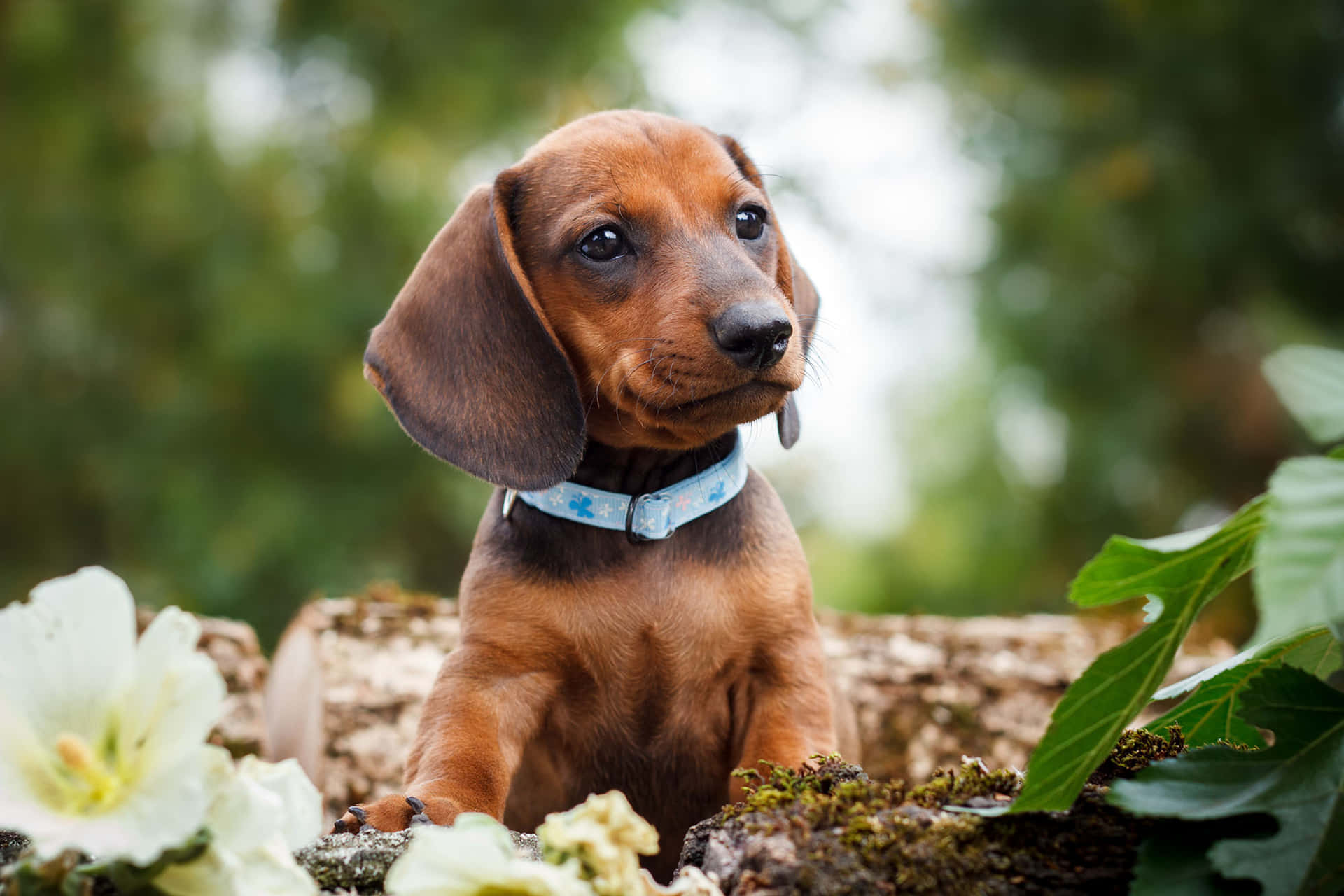Adopt This Adorable Dachshund Puppy!