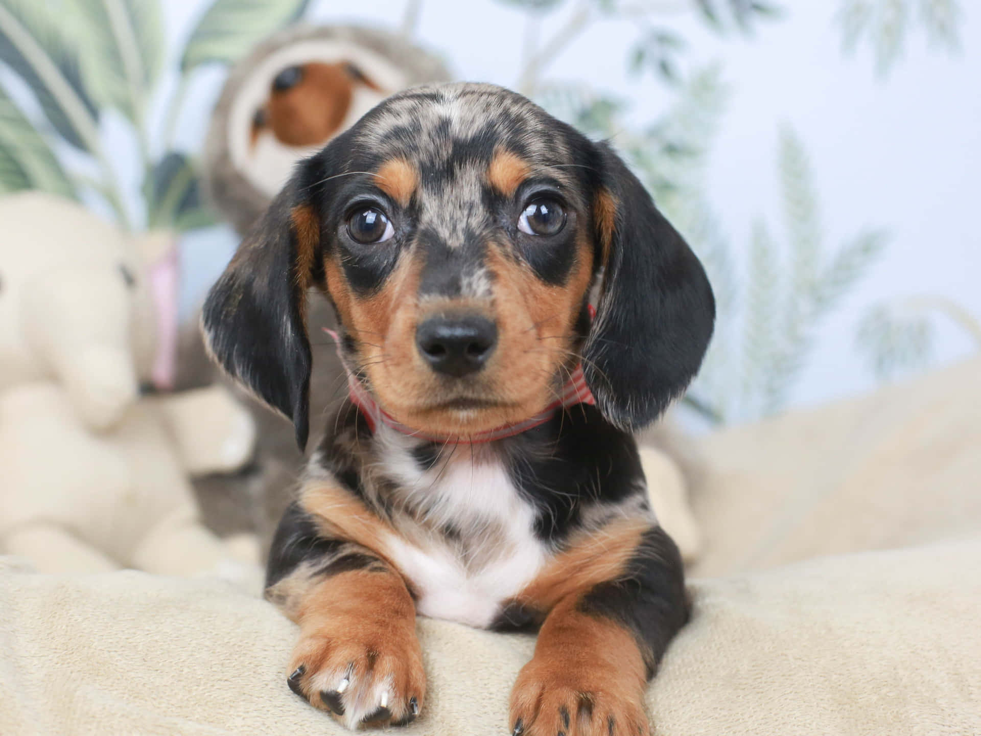 miniature dachshund puppies wallpaper