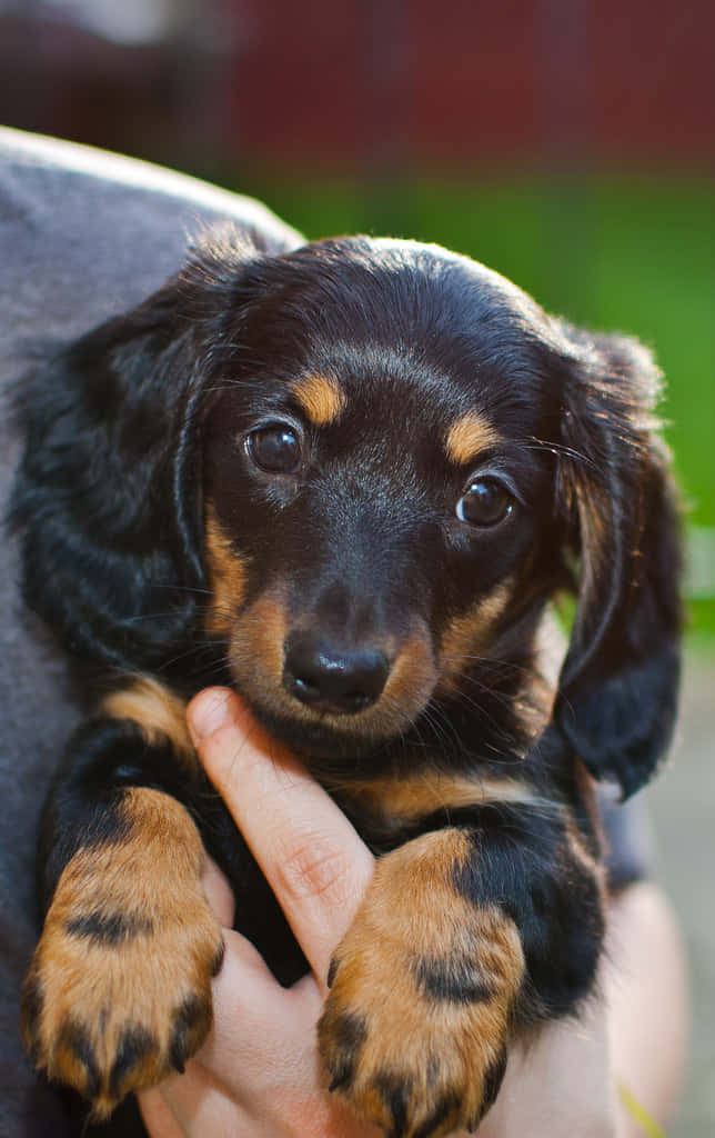 "Say hello to this adorable Dachshund Puppy!"