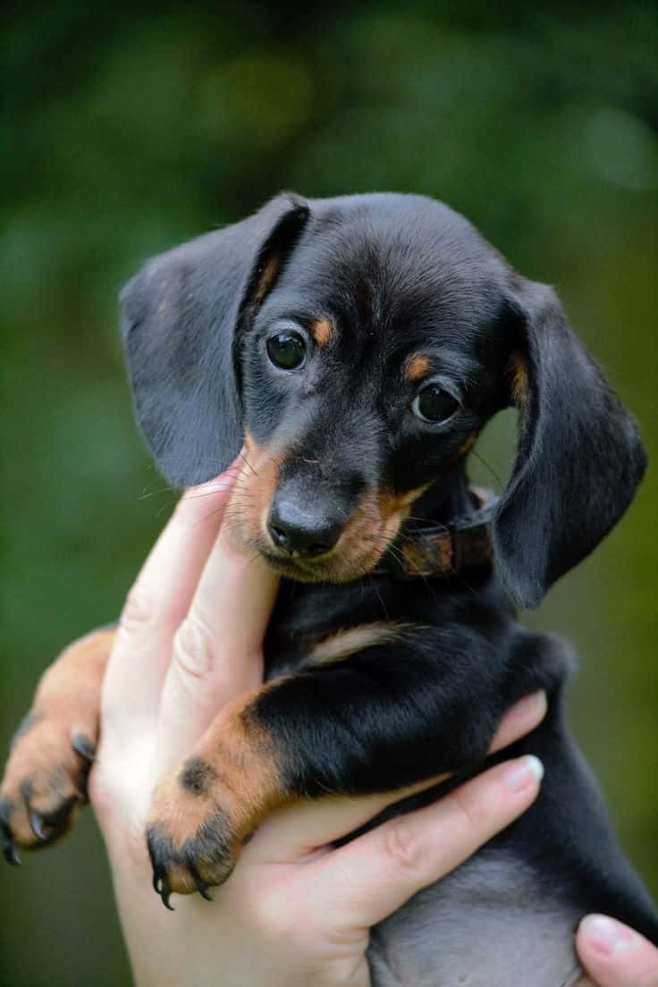 Adorable Dachshund Puppy in Fall-Themed Outfit