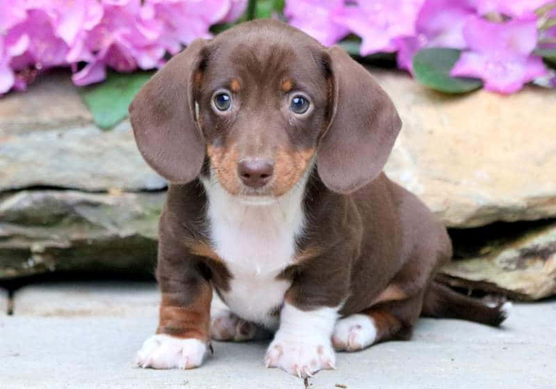 "Meet Molly, an adorable Dachshund Puppy"