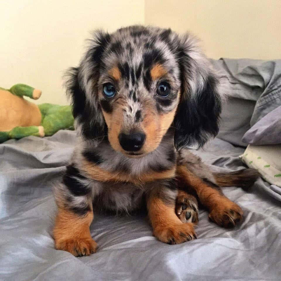 A Small Dachshund Puppy Sitting On A Bed