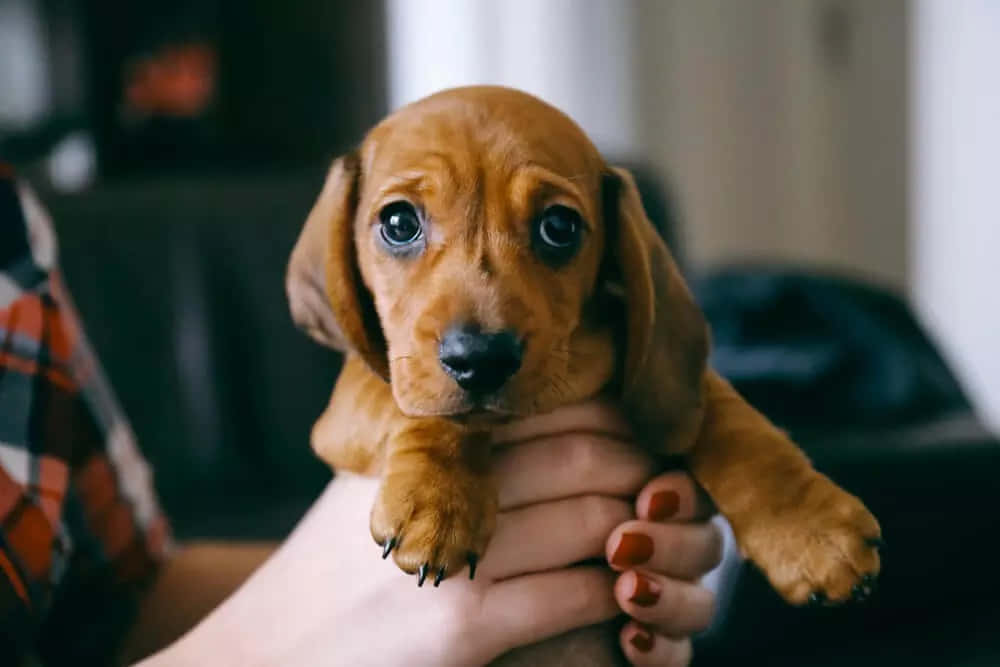Adorable Dachshund Puppy