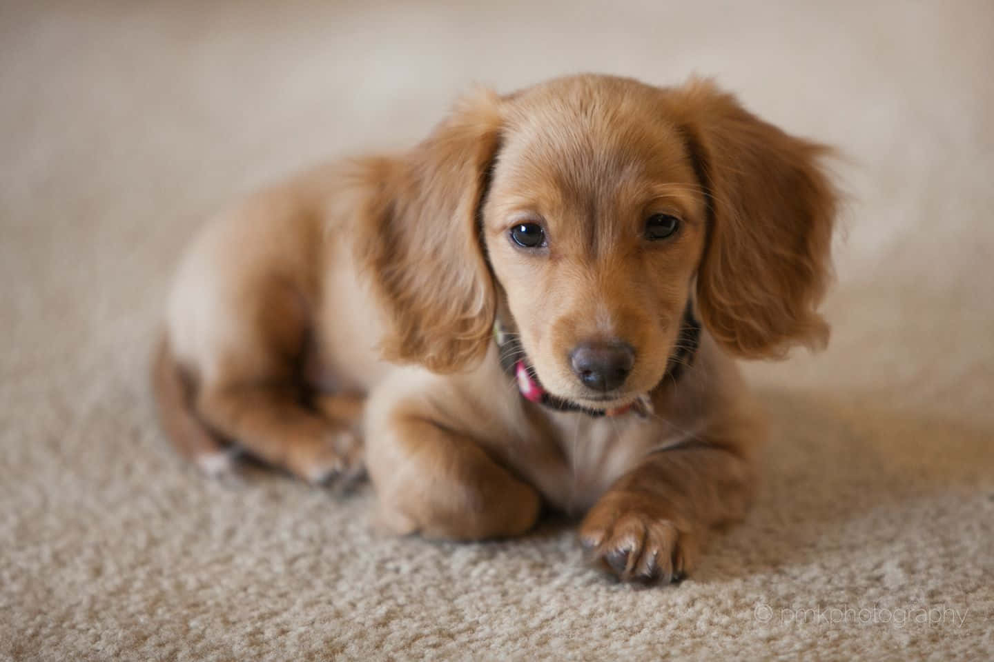 This cute dachshund puppy is ready for cuddles!