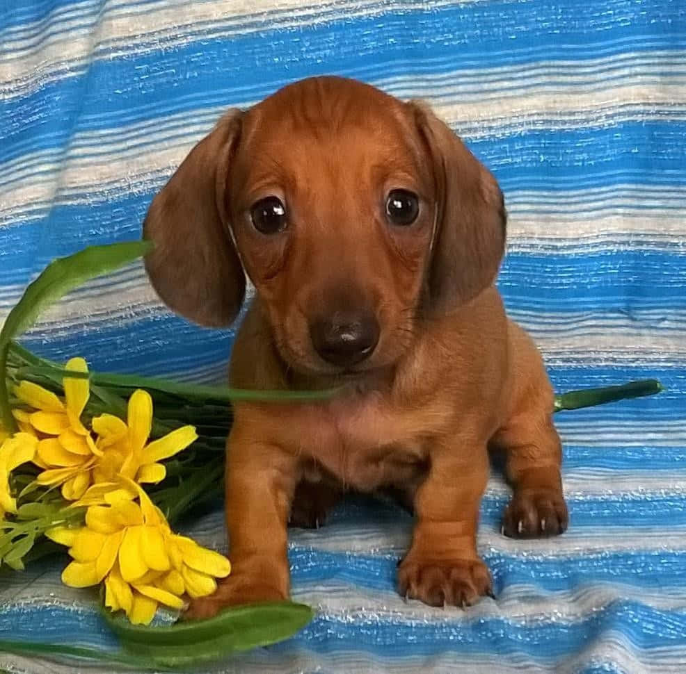 Get the ultimate cuddle buddy with a dachshund puppy!