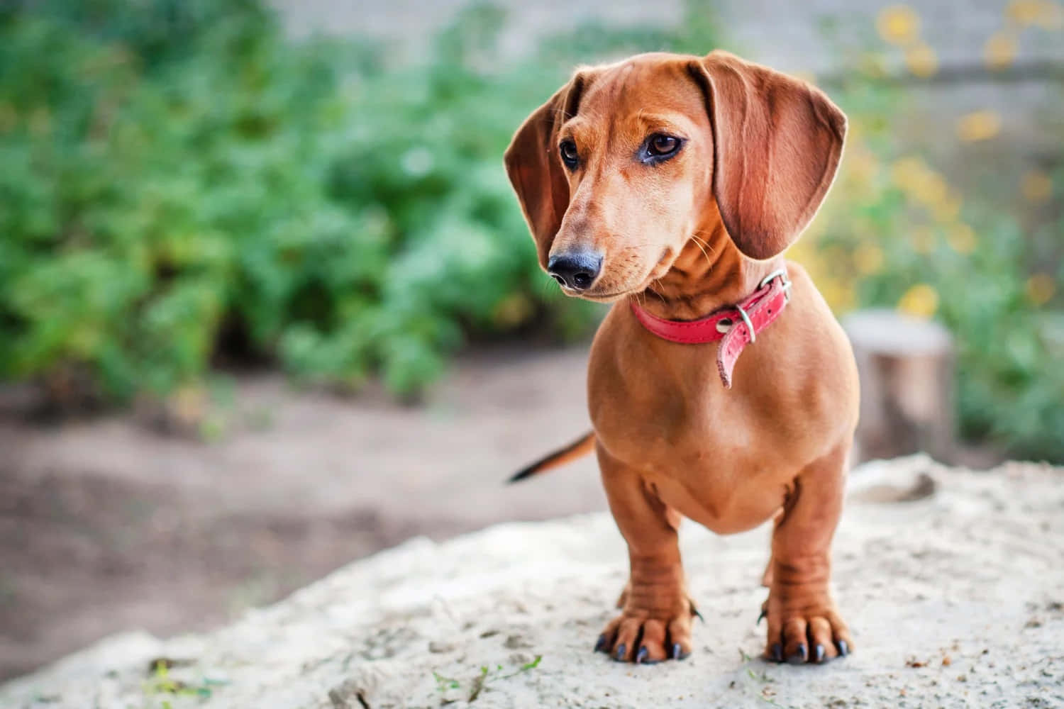 An Adorable Dachschund Puppy Sitting in the Grass
