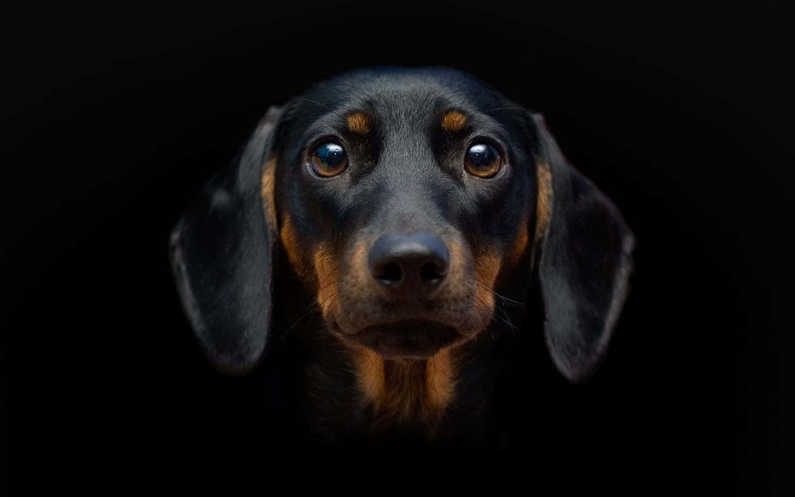 Perrodachshund Negro Fondo de pantalla