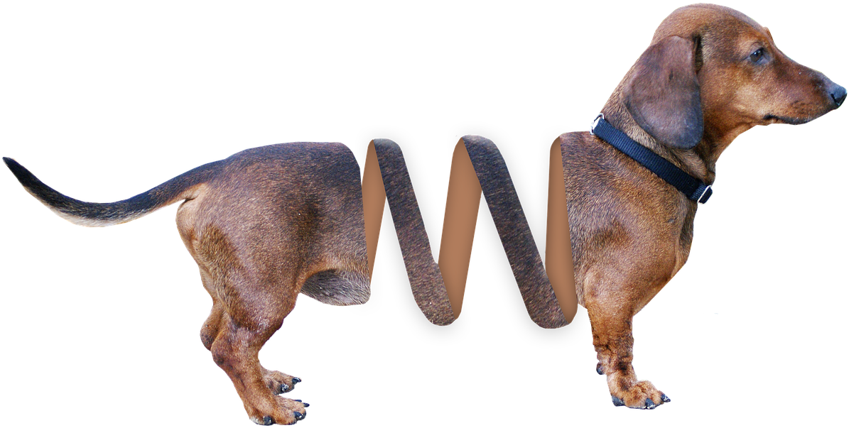 Dachshund Stretched Body Artwork PNG