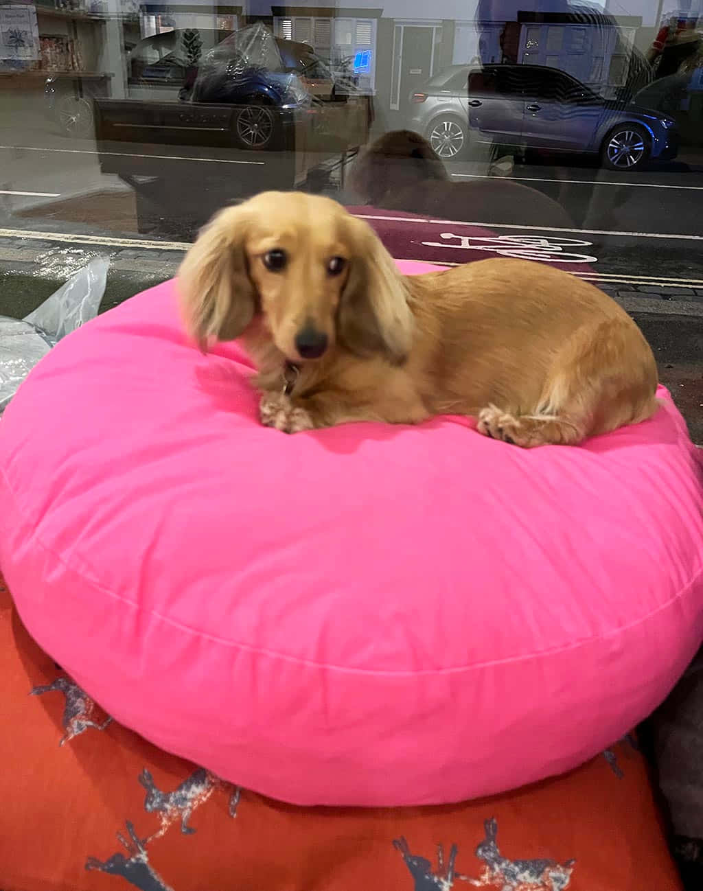 Dachshundon Pink Pillow.jpg Wallpaper