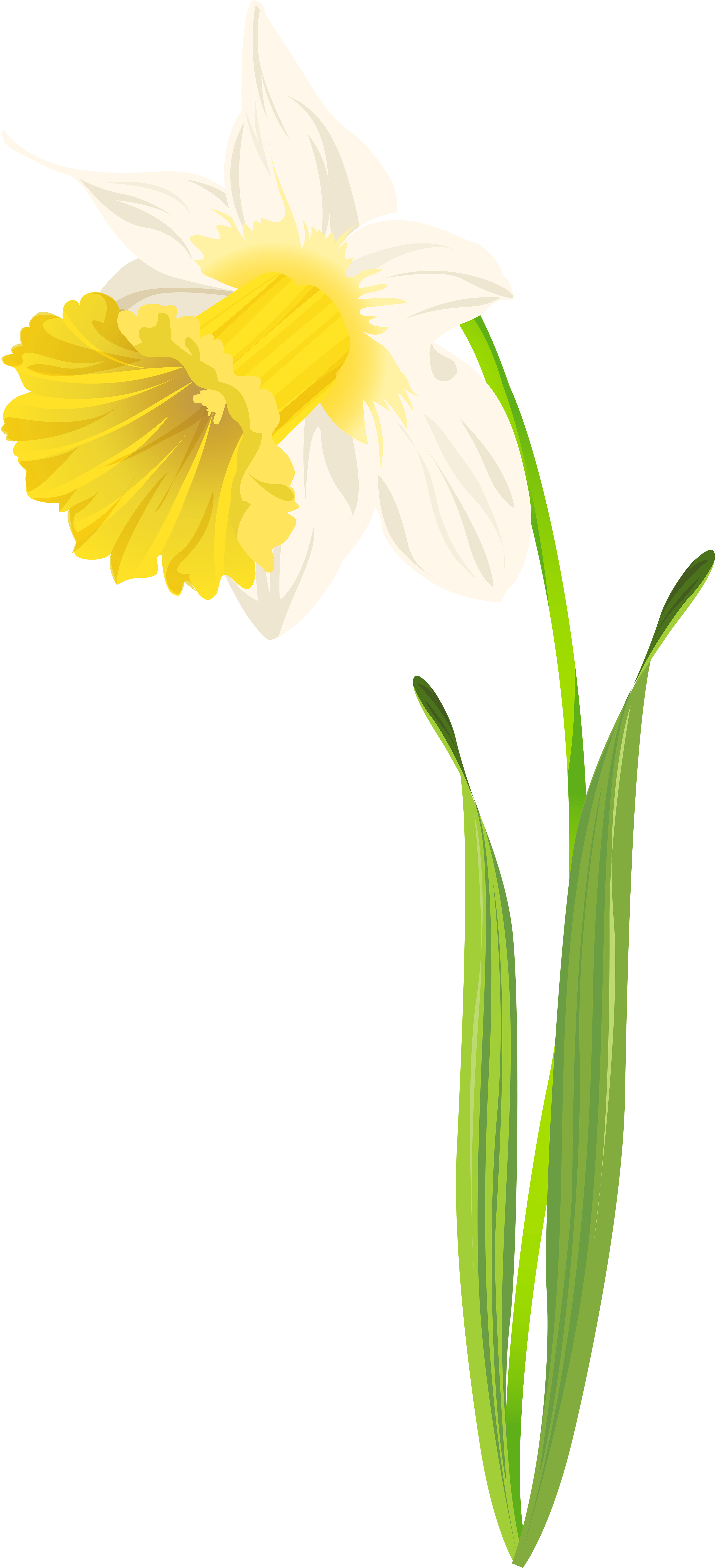 Daffodil Flower Illustration PNG