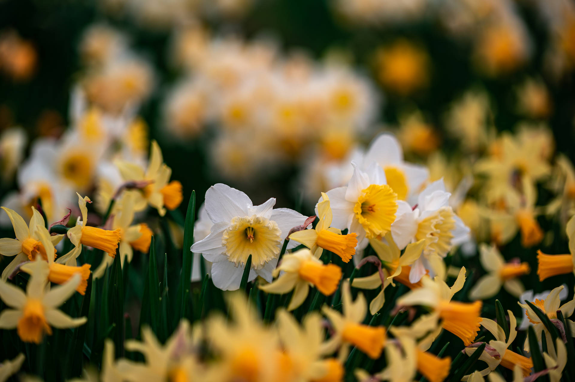 Daffodil Flowers Tilt-shift