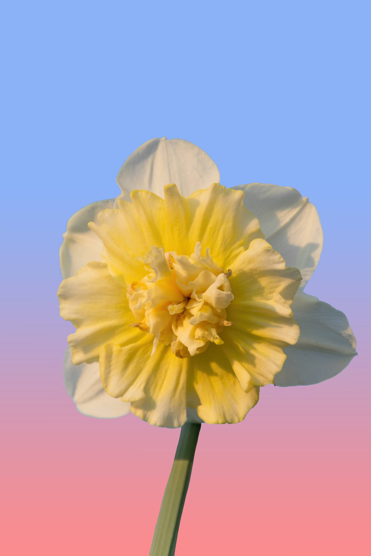 Daffodil In Purplish Red Sky