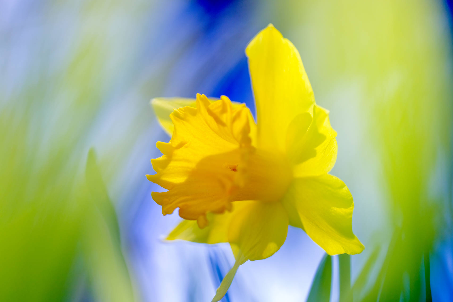 Daffodil In Tilt Shift Lens