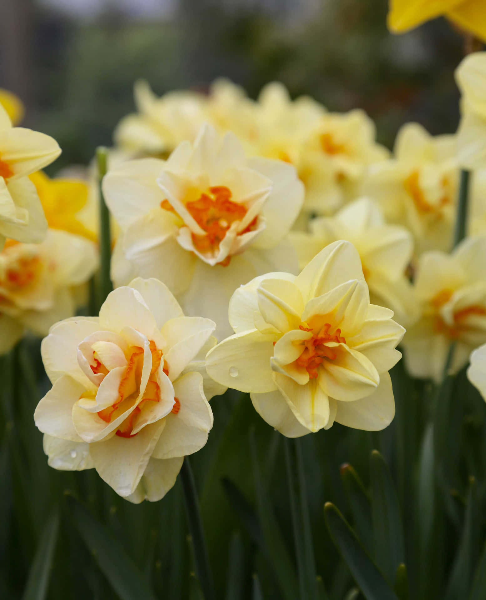 A Vibrant Yellow Daffodil