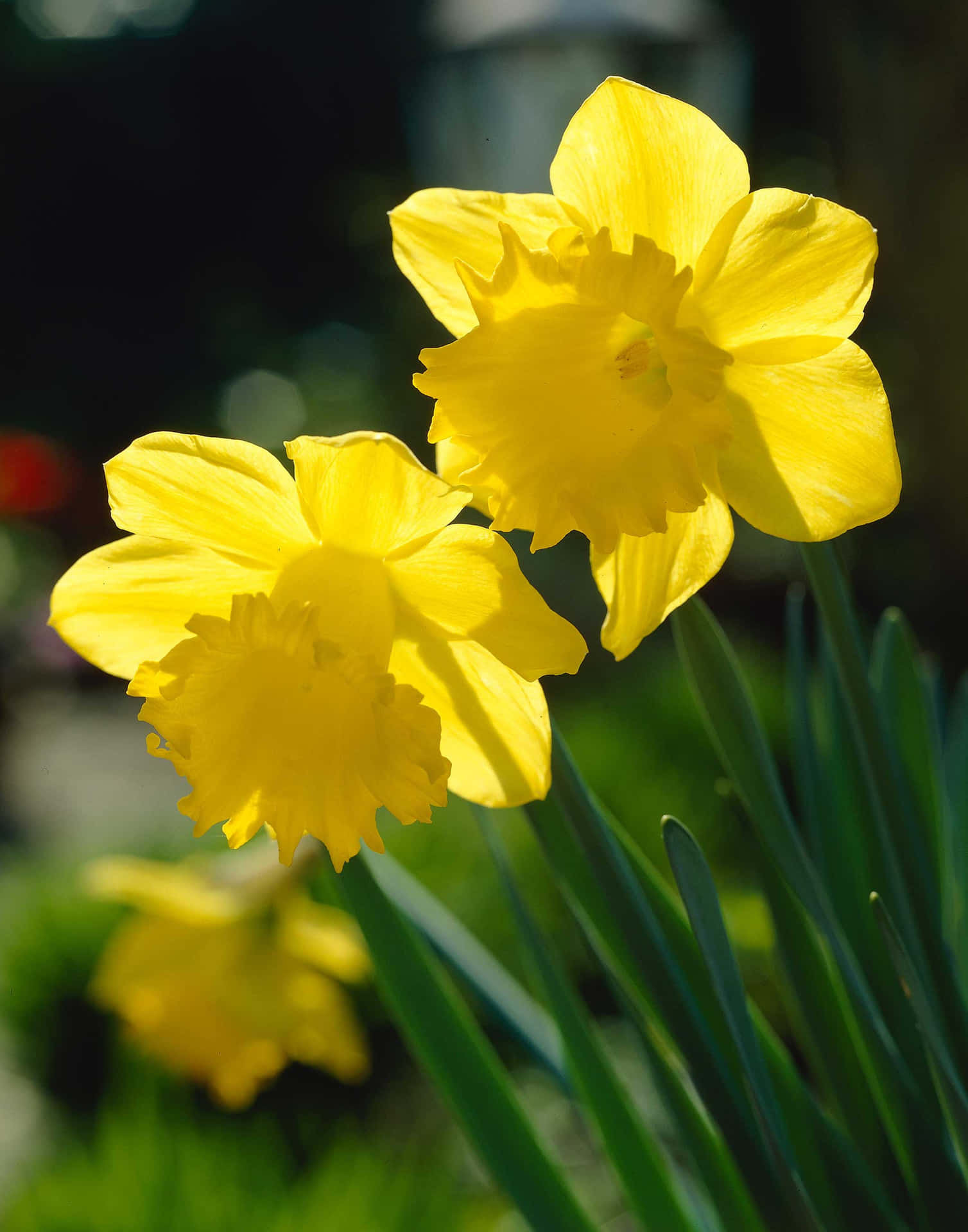Daffodil in Vibrant Blooming