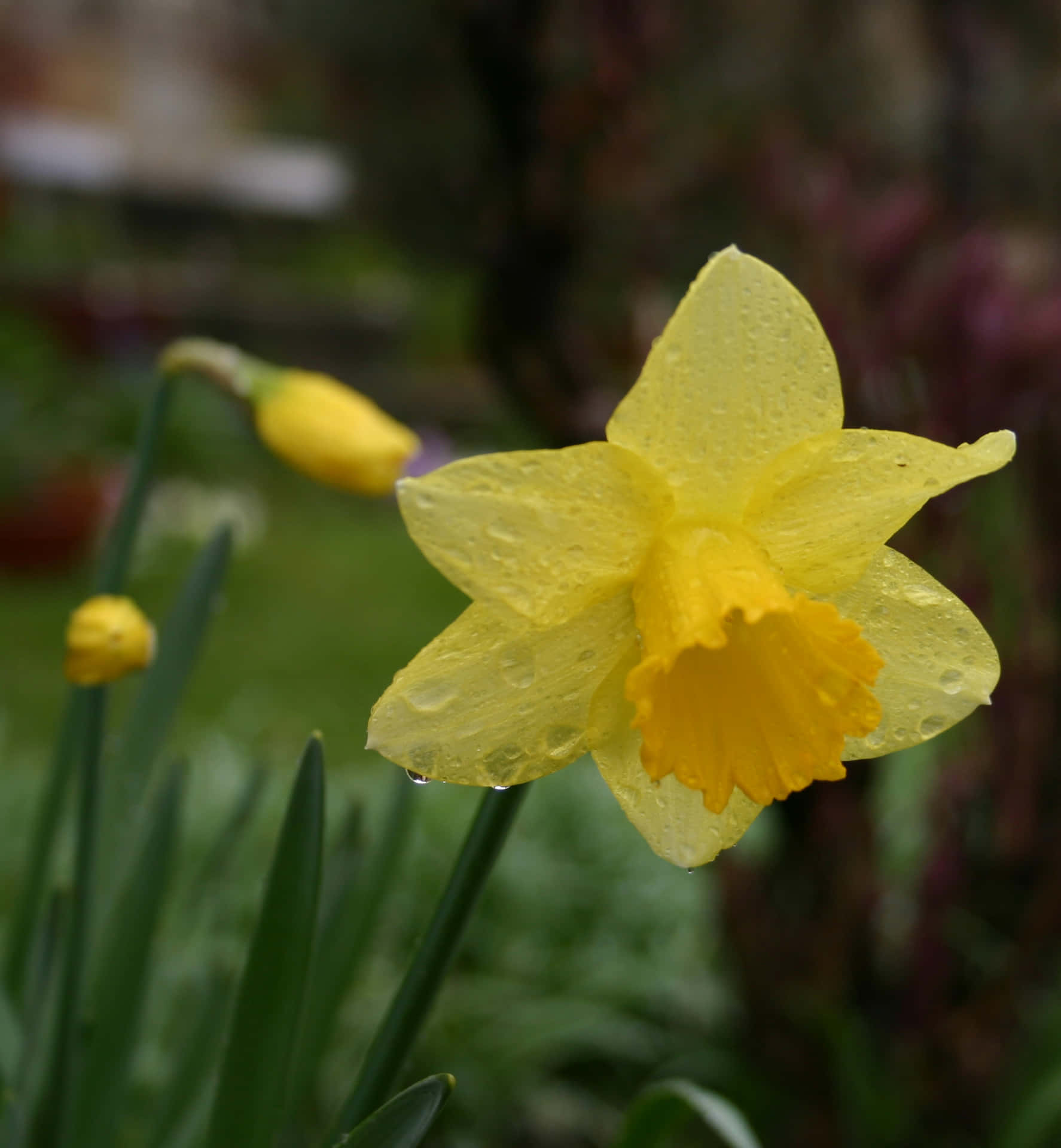 A dazzling daffodil in full bloom to brighten anyone's day