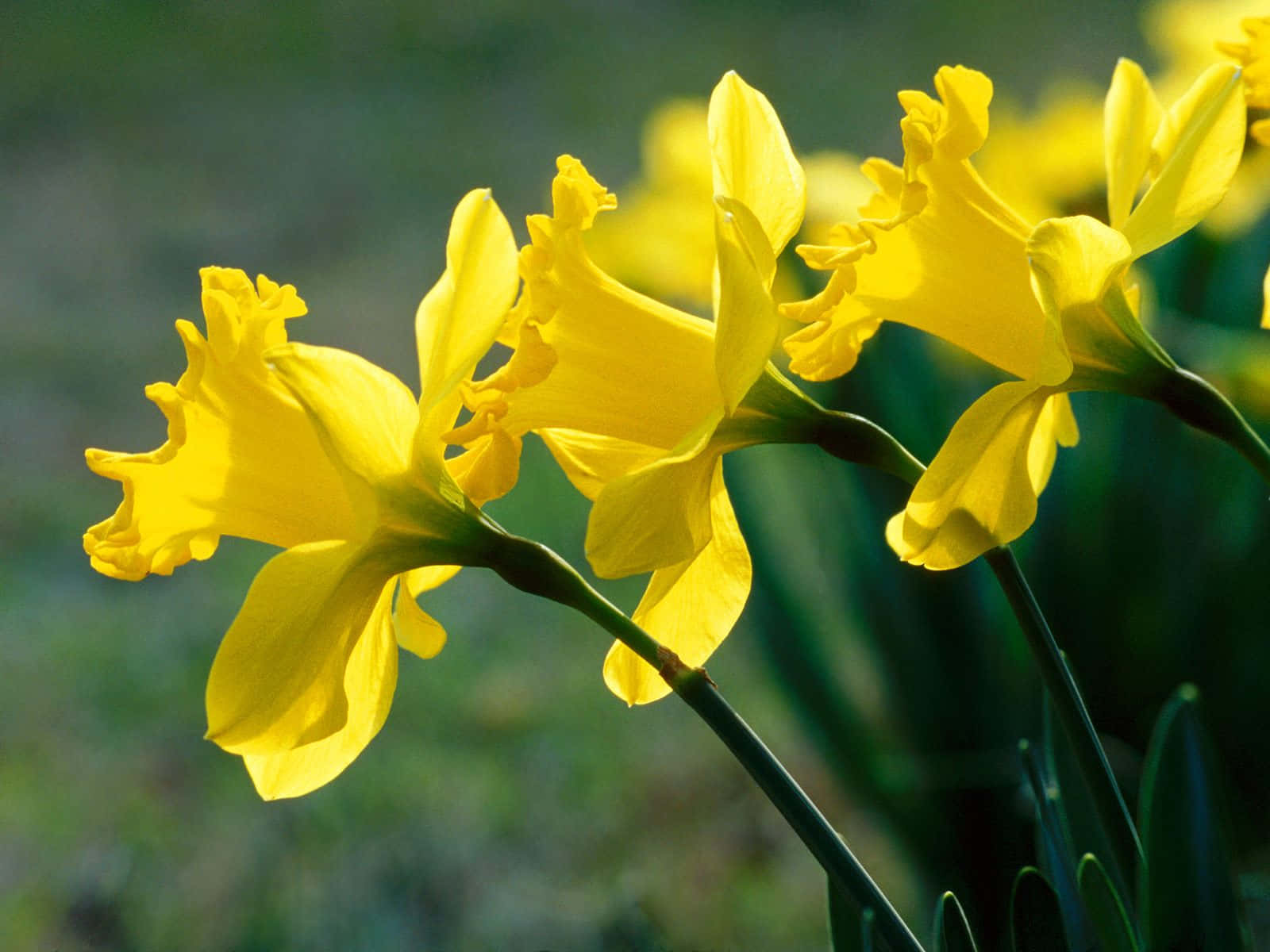 Image  Yellow Daffodil Blooming Alongside Trees