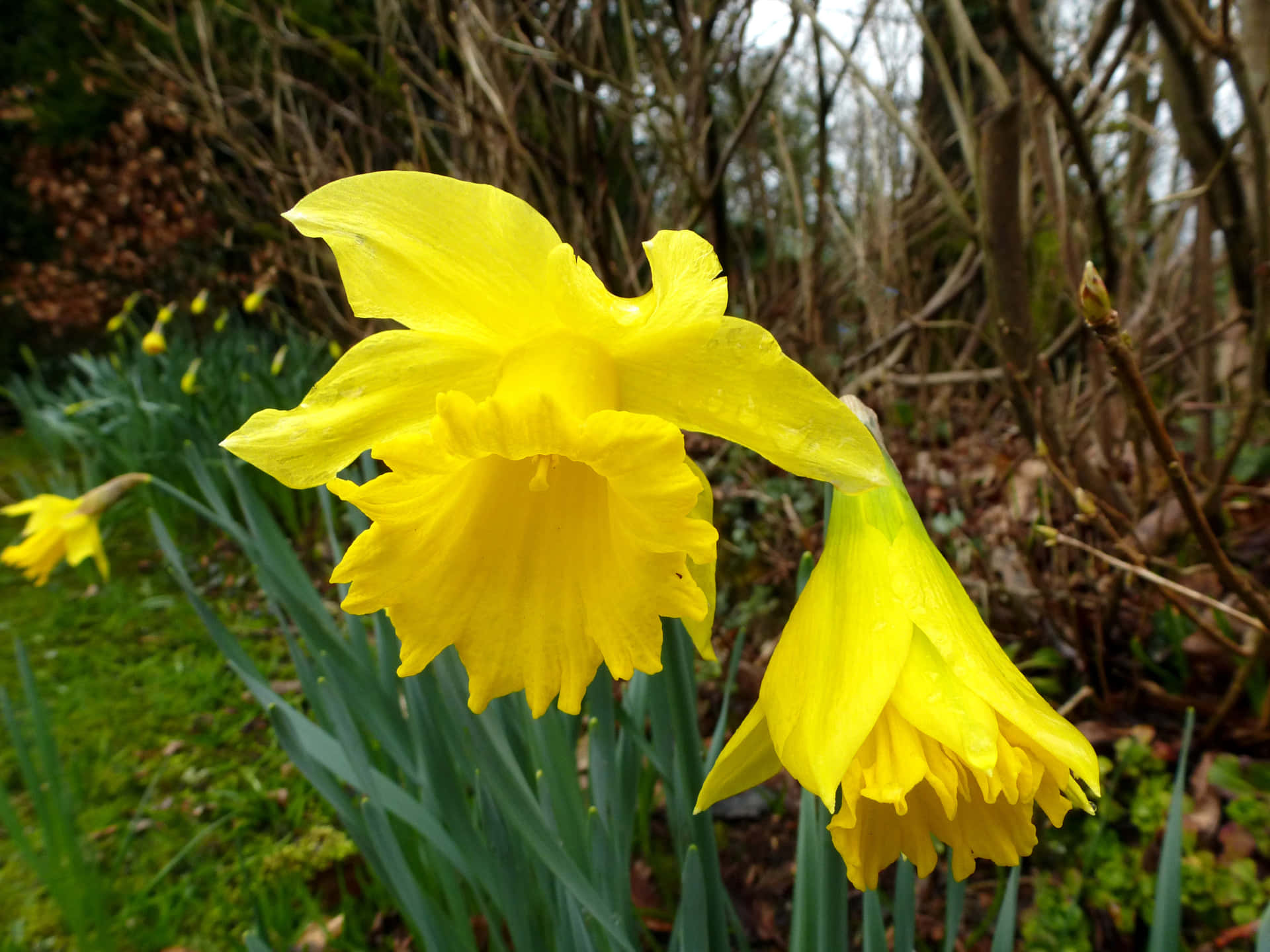 Blooming daffodils in a field of sunshine