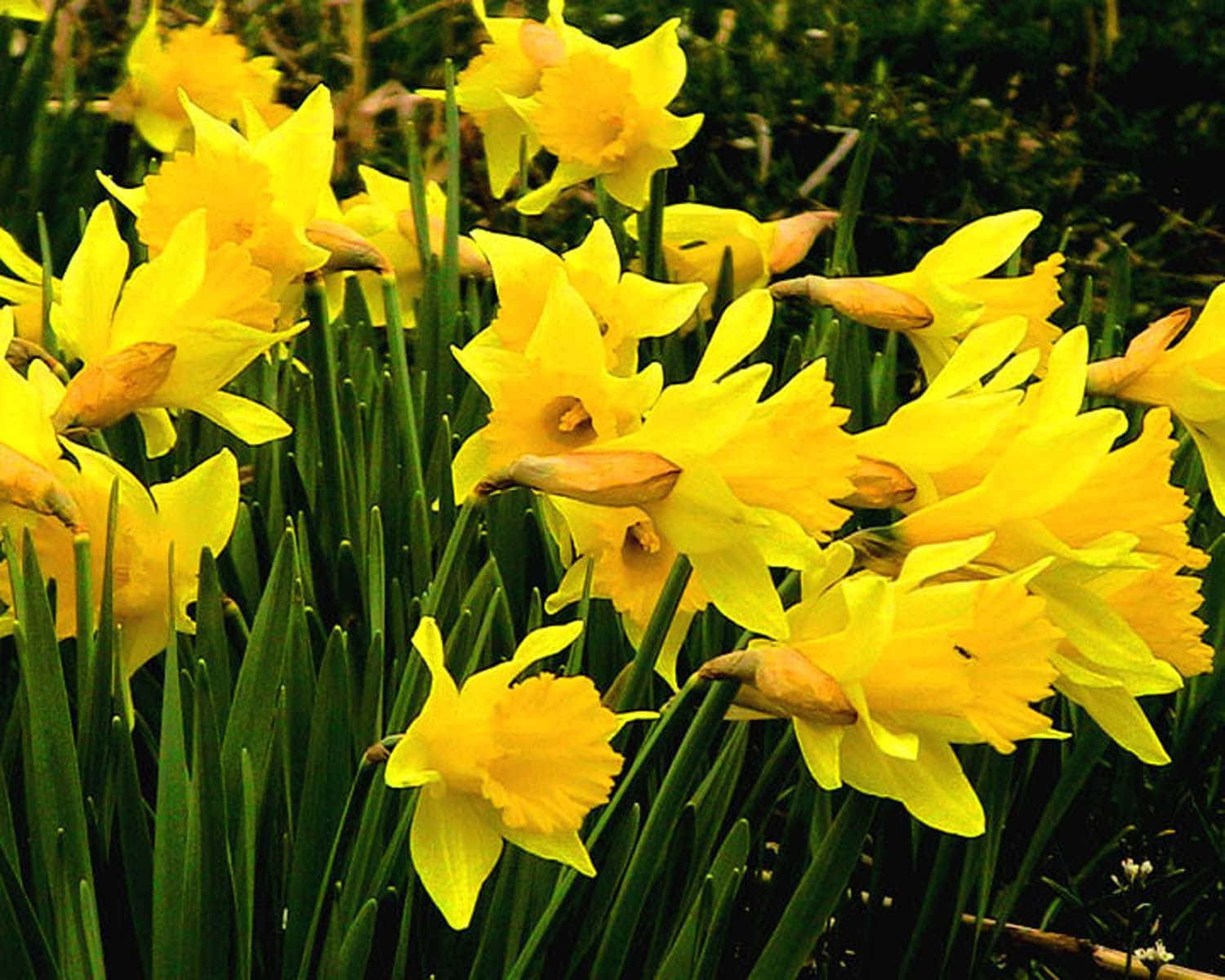 Bright and Colorful Daffodil Blooms