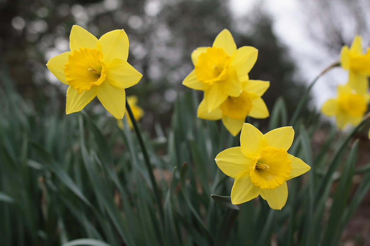 A lone daffodil blooms in the spring.