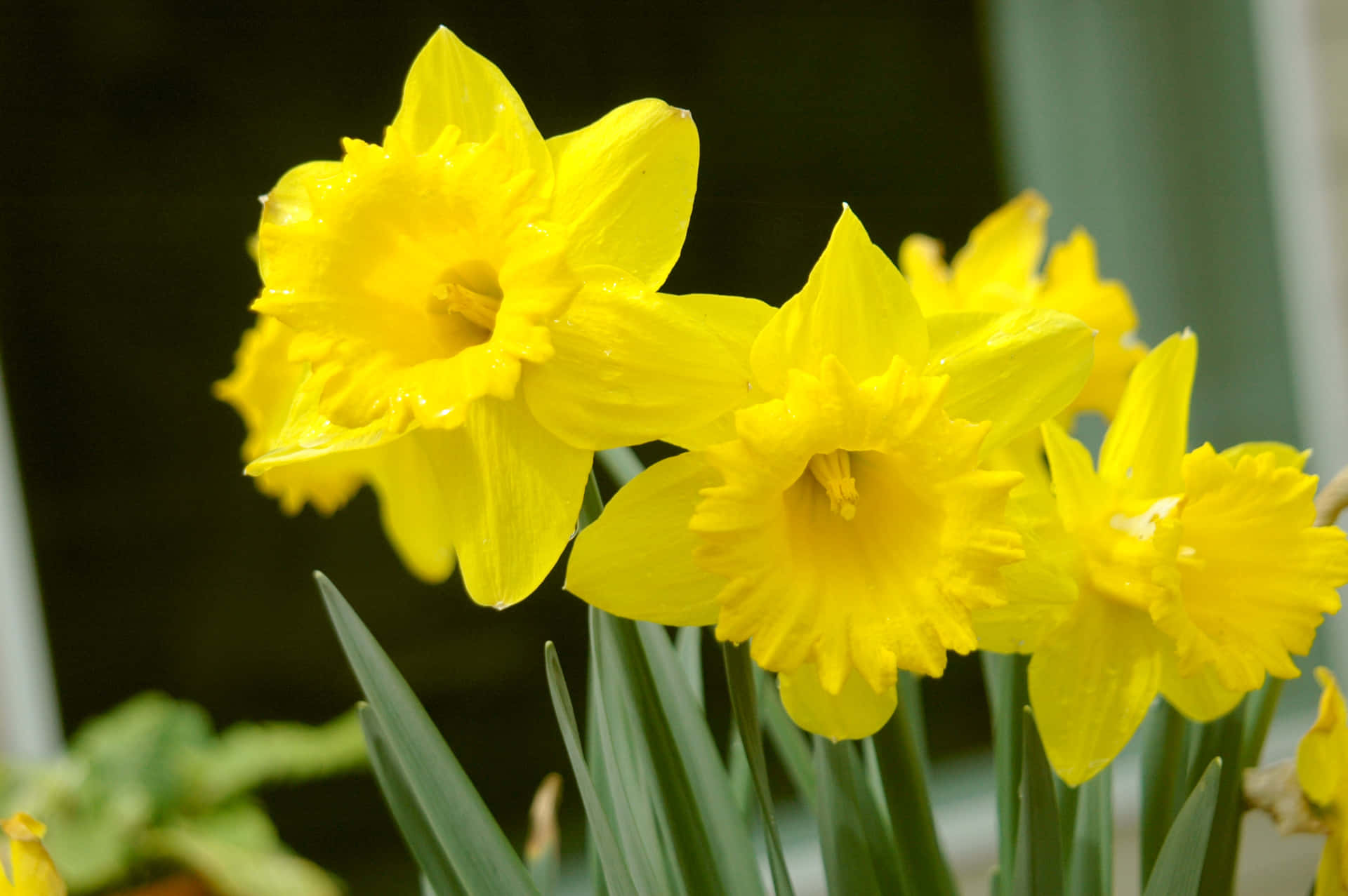 A beautiful daffodil in full bloom