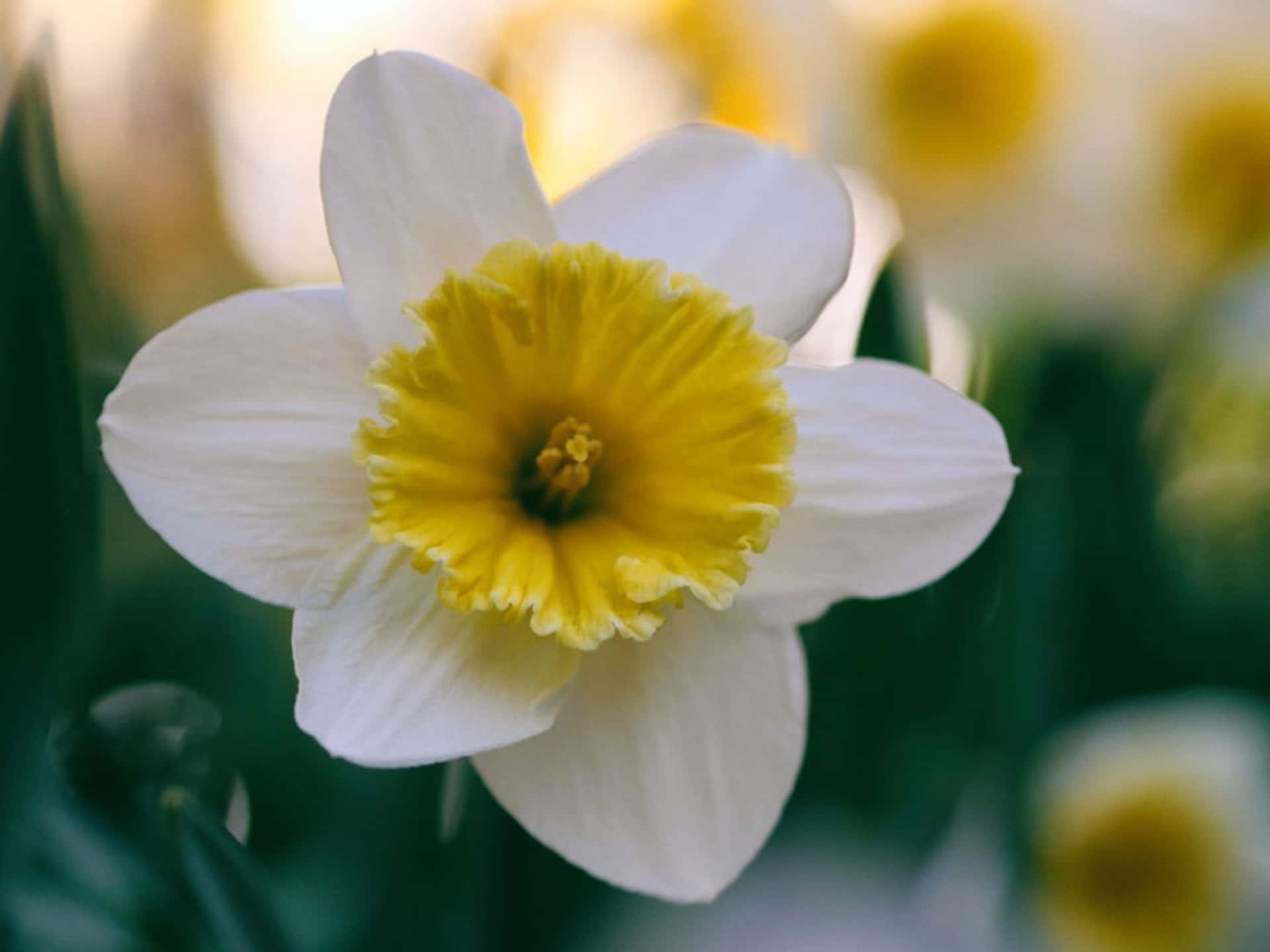 Unbellissimo, Vibrante Fiore Di Narciso