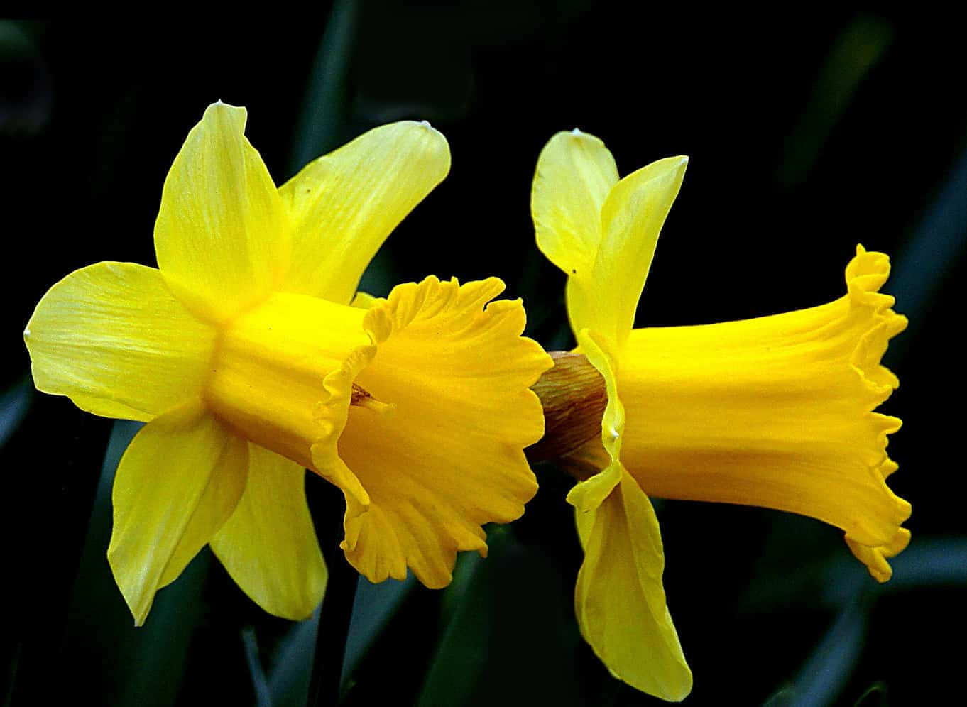 A Blooming Daffodil