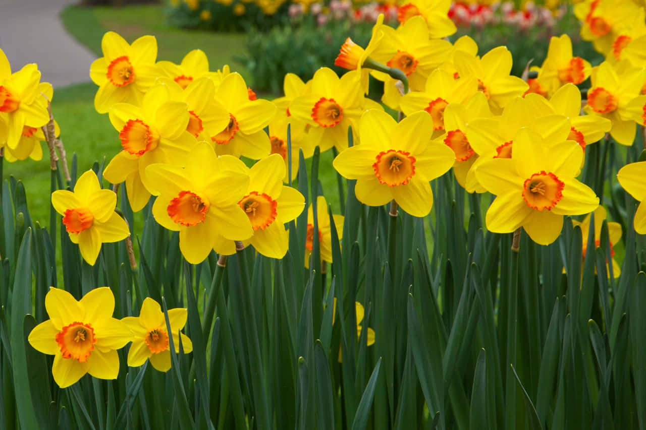 Bright yellow daffodil blooms glowing in the spring sun