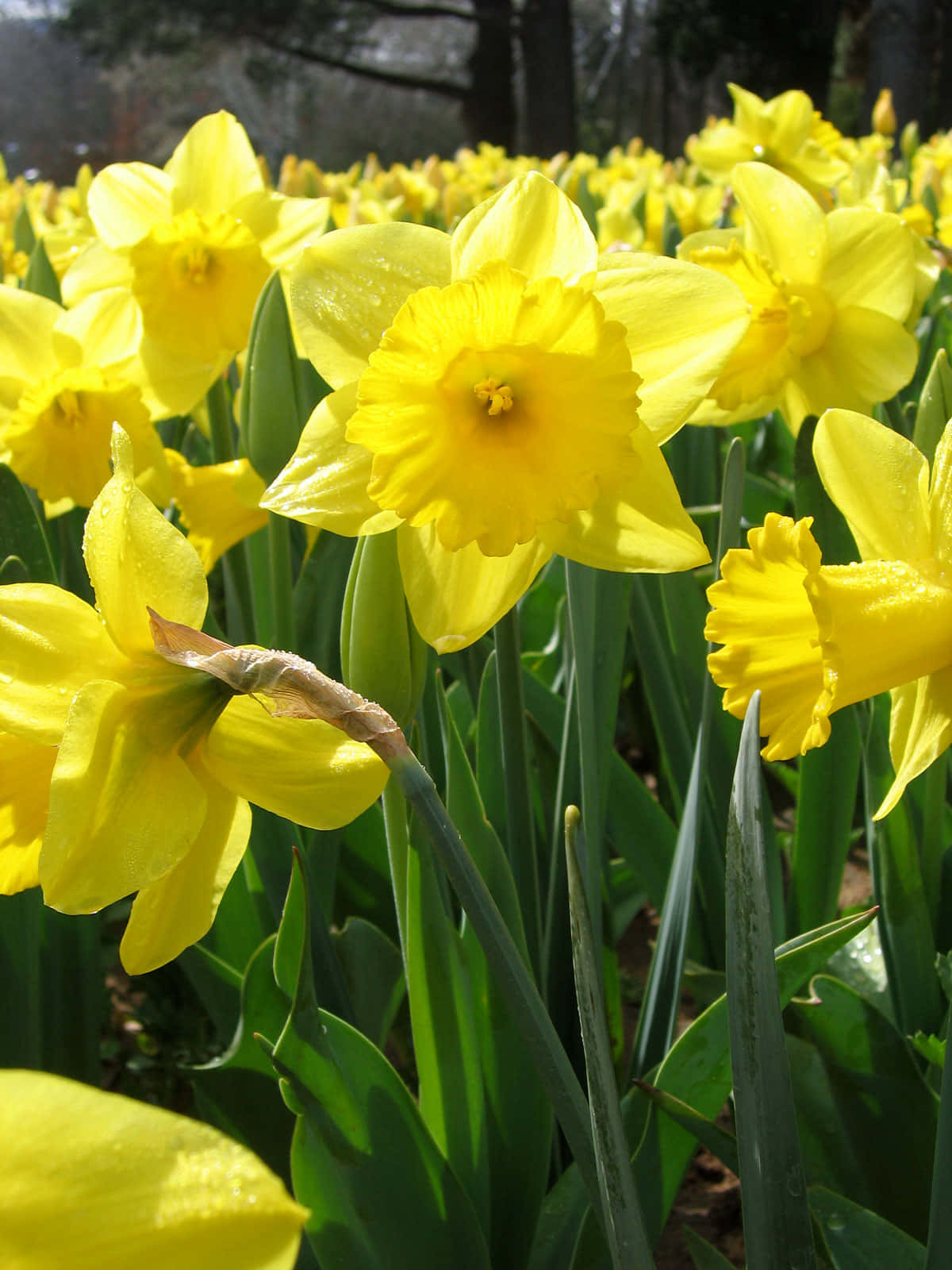 Bright and Beautiful Daffodils