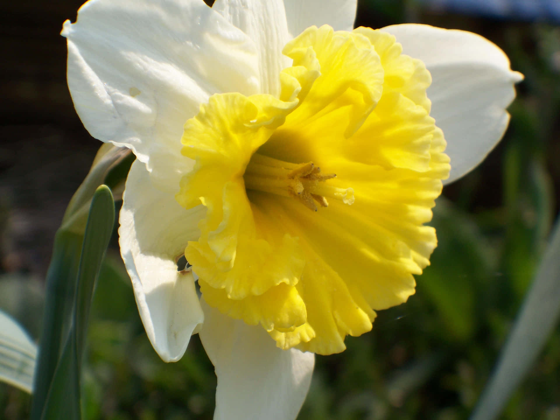 A Vibrant Daffodil in Full Bloom