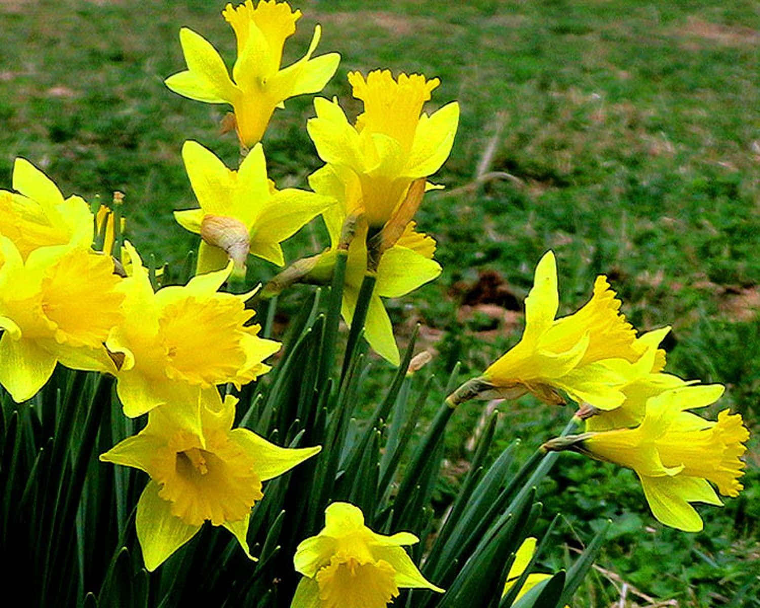 A bright and cheery daffodil flower in full bloom